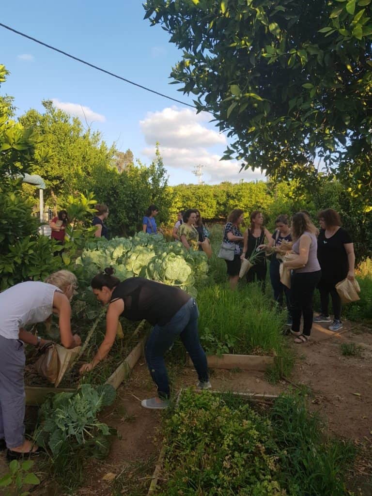 קוטפים תבלינים לקראת סדנת הבישול